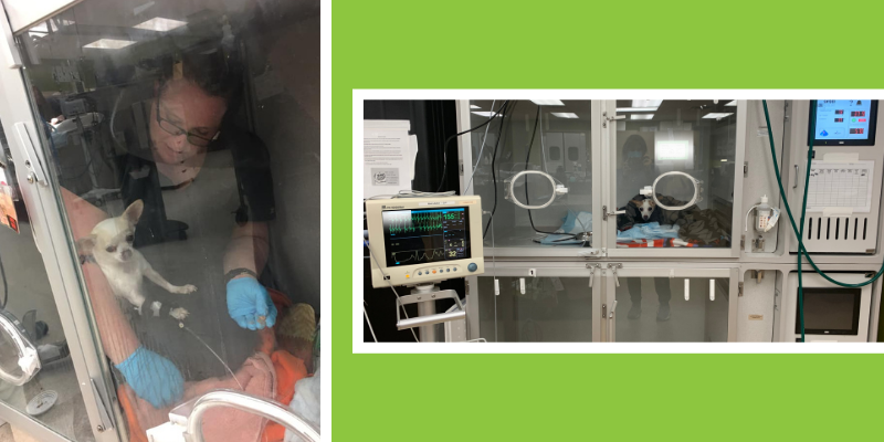 First photo is of a veterinary technician hand feeding a patient inside an oxygen kennel. The second photo is of a dog receiving oxygen therapy in an oxygen kennel. Both photos were taken at Animal Emergency & Referral Center of Minnesota.
