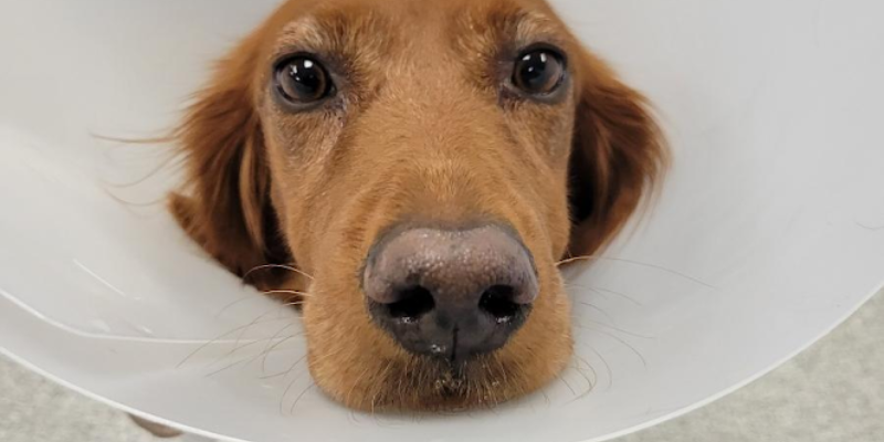A close-up of Beck, an Irish Setter, wearing an e-collar. Animal Emergency & Referral Center of Minnesota.