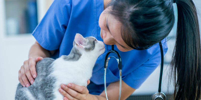 A veterinary professional wearing scrubs leaning down to boop noses with a white and gray cat.