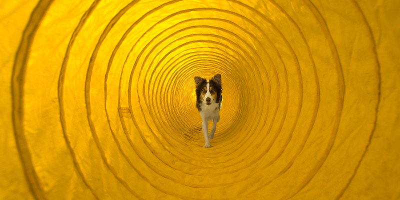 A dog running through an agility tunnel. 