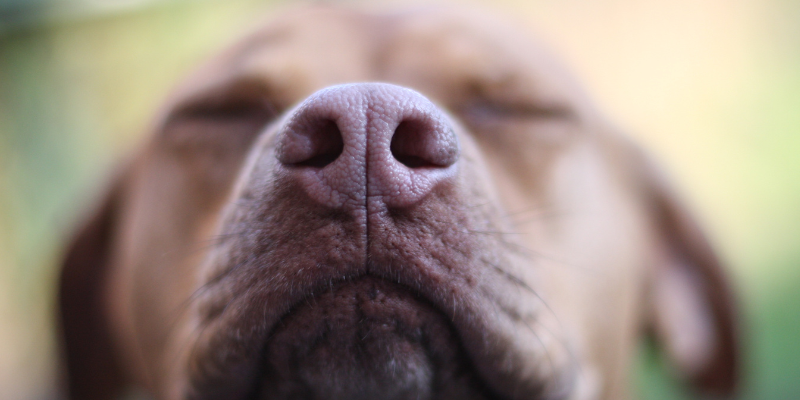 A close-up of a dog's snout. Animal Emergency & Referral Center of Minnesota.