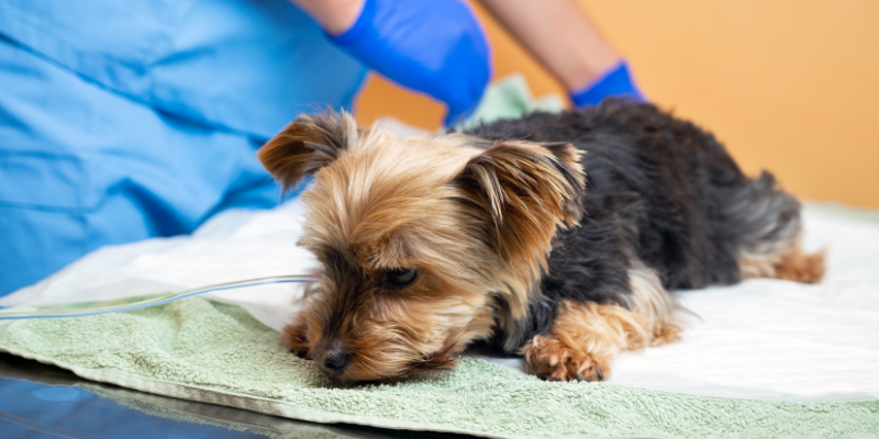 A dog lying down on blankets on an exam table with a gloved veterinary professional standing nearby.