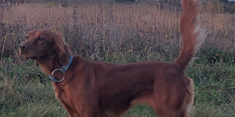 Beck, an Irish Setter, standing in a field. Animal Emergency & Referral Center of Minnesota.