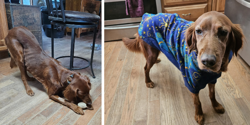 Beck, an Irish Setter, in a two-photo collage. The first photo is of Beck playing with a toy in the middle of her kitchen. The second photo is of Beck wearing a blue patterned dog shirt. Animal Emergency & Referral Center of Minnesota.