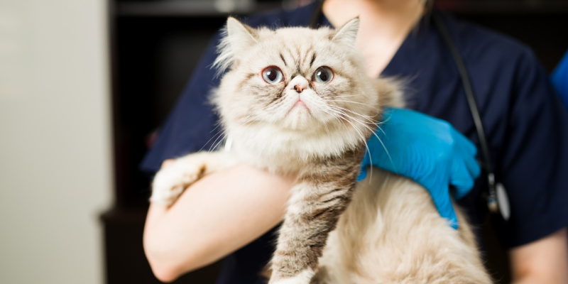 A cat being held by a gloved technician.