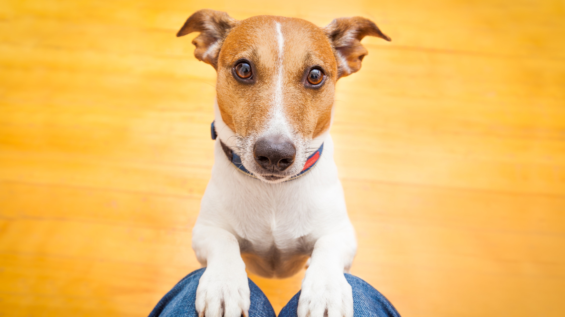 Enrichment Activities for Dogs