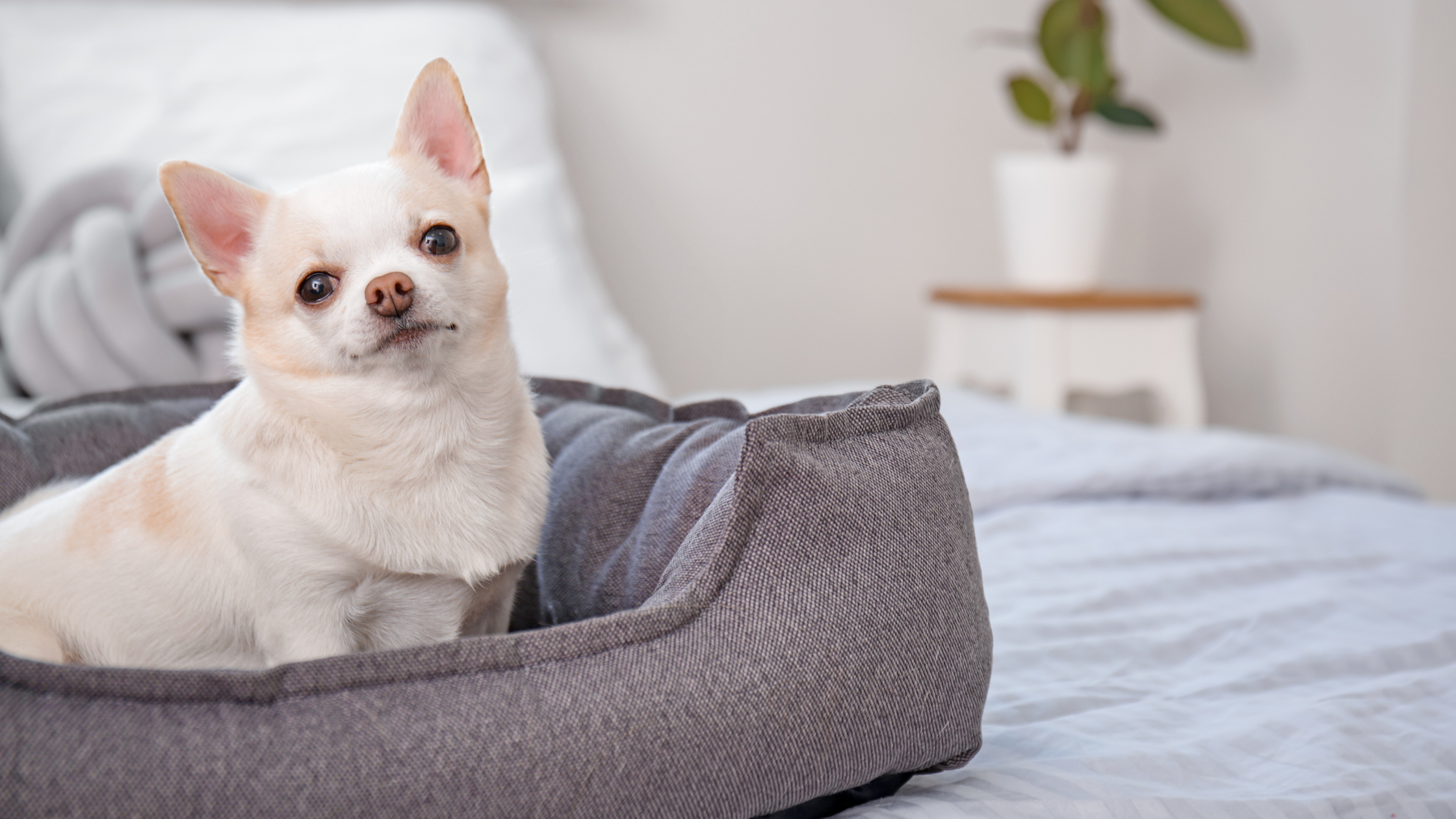 Creating a Safe Environment for Your Pets at Home