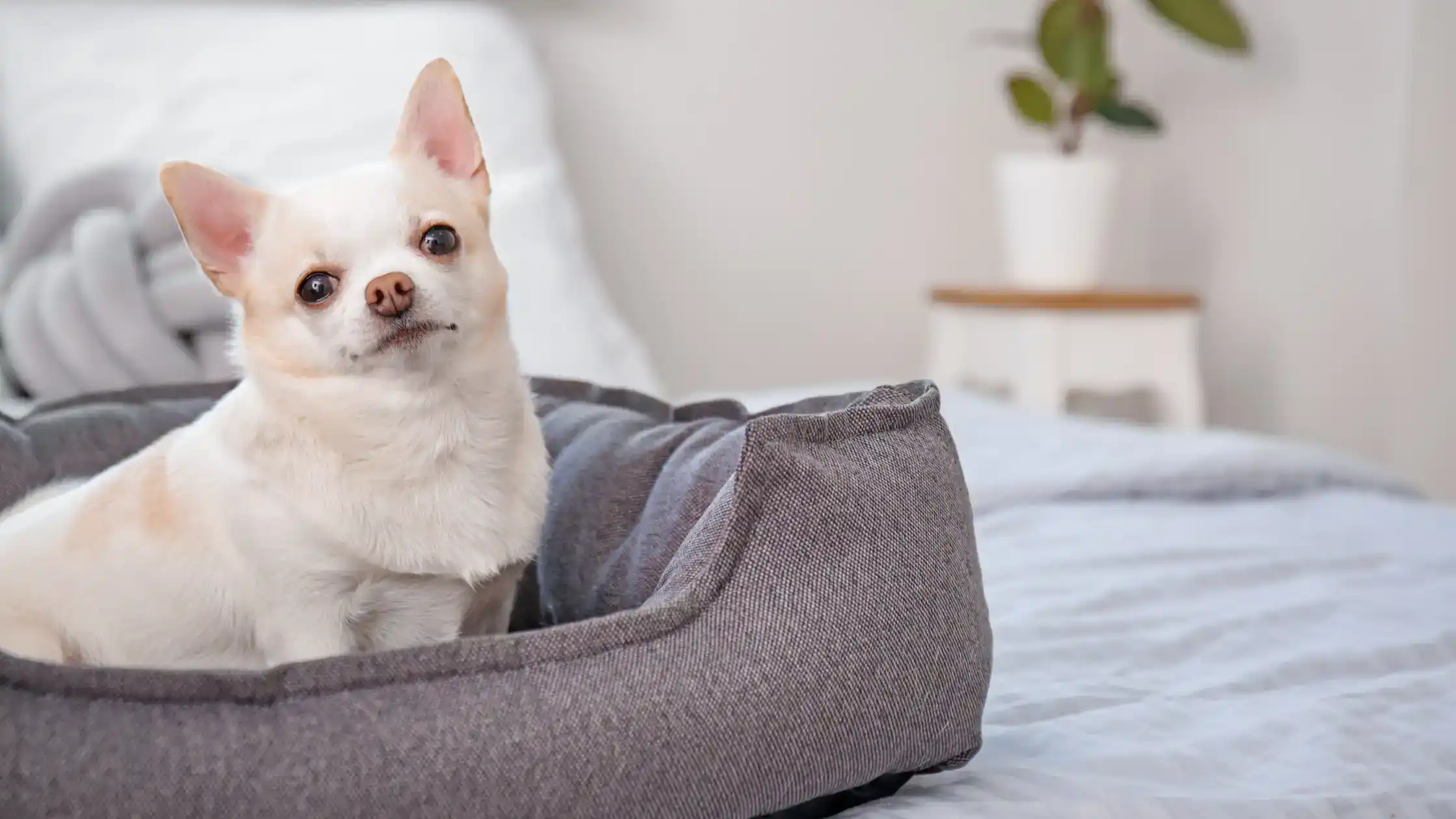 Creating a Safe Environment for Your Pets at Home