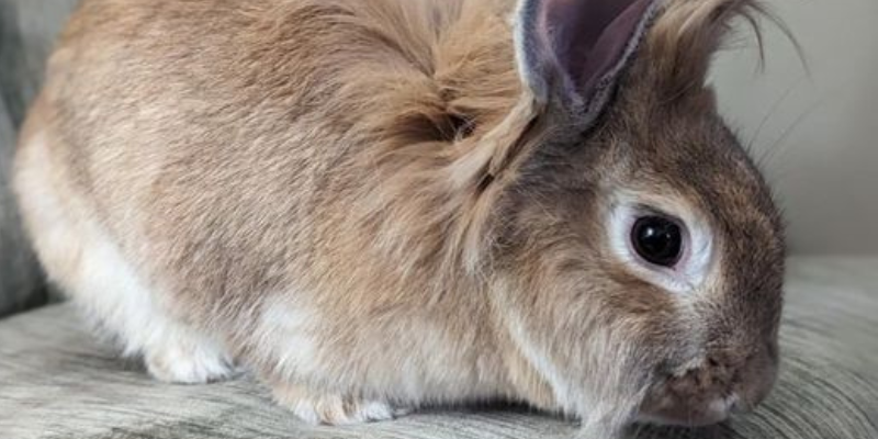 A close-up of a pet rabbit.