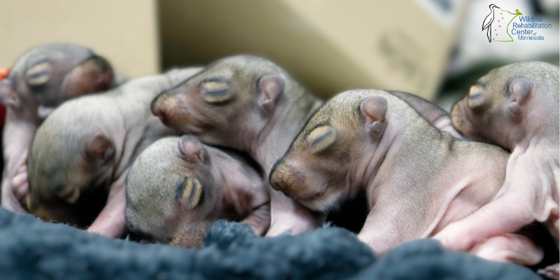 baby squirrels at snuggled under a blanket at Wildlife Rehabilitation Center of Minnesota