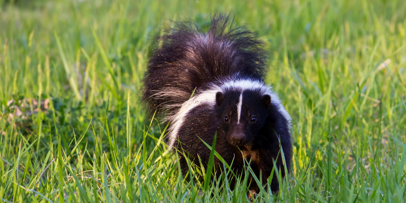 Skunk in grassy area.