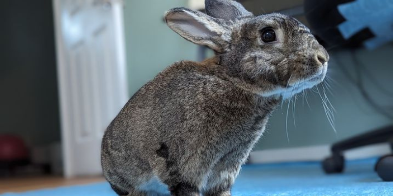 A close-up of a pet rabbit.