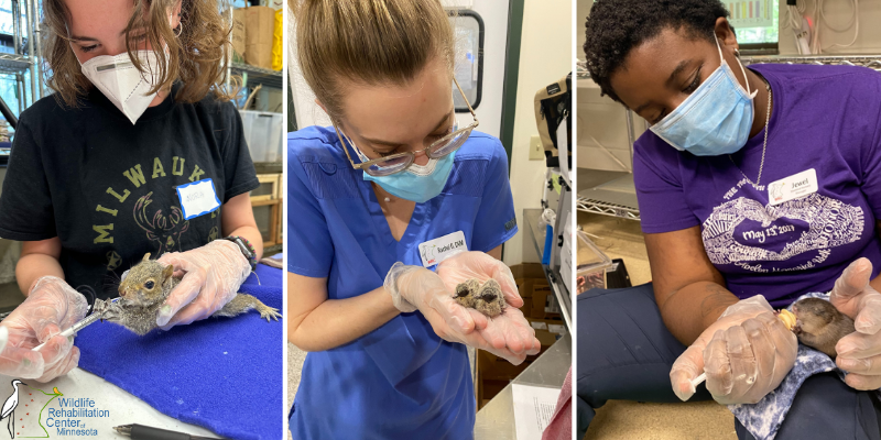A collage of volunteers and workers at Wildlife Rehabilitation Center of Minnesota treating patients