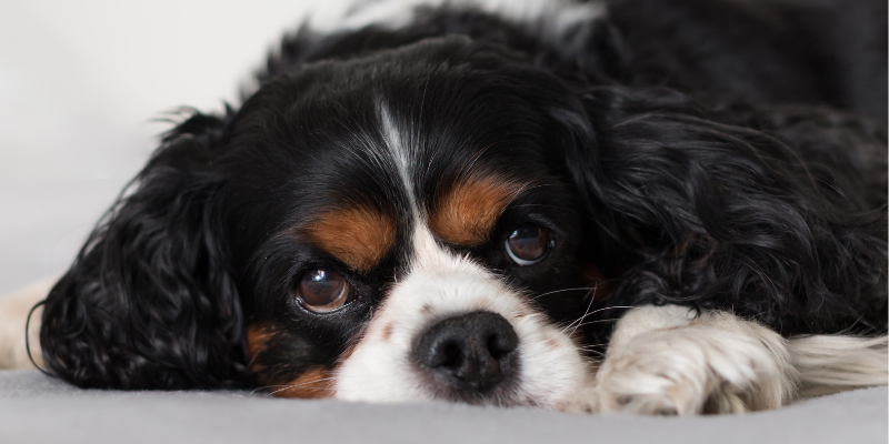 A Cavalier King Charles lying down.