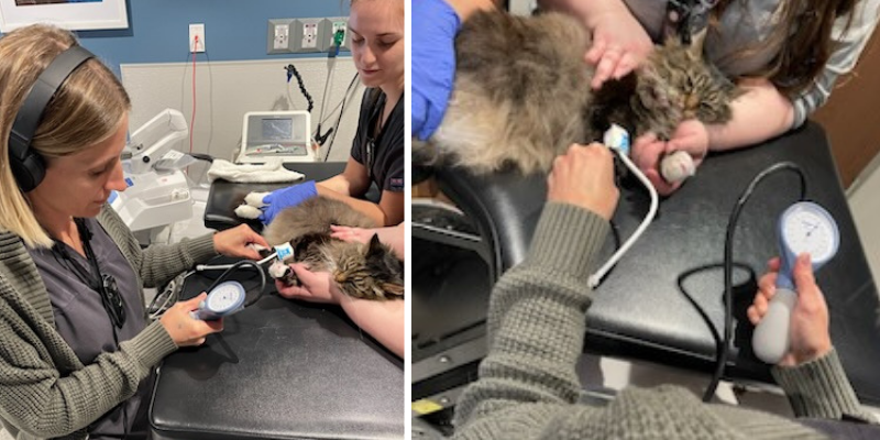 Two images collaged together. The first image is of a vet tech restraining a cat on an exam table while another vet tech monitors the cat's blood pressure. The second image is a close-up of the blood pressure monitoring device and the cat.