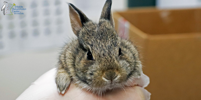 Young wild rabbit at Wildlife Rehabilitation Center of Minnesota