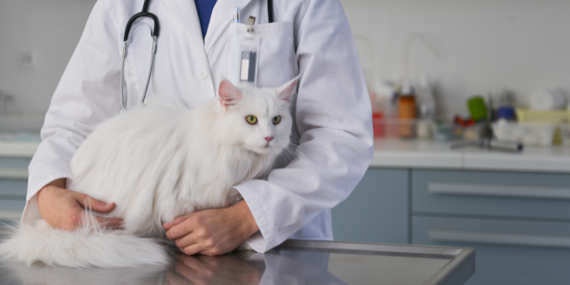 A cat on an exam table with a veterinarian holding it.