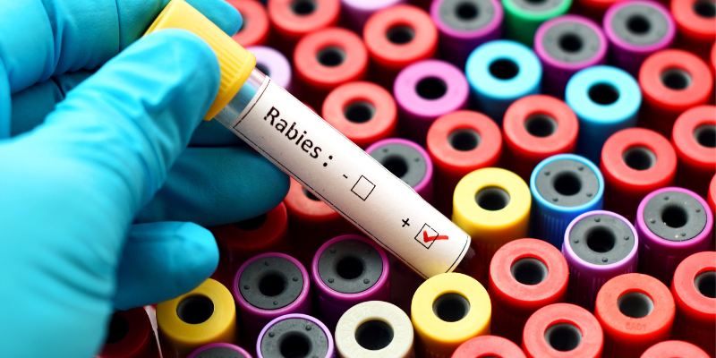 An assortment of test tubes with one pulled out that is labeled "Rabies +"