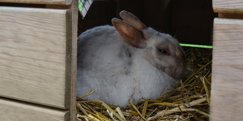 A rabbit in an outdoor enclosure surrounded by hay.