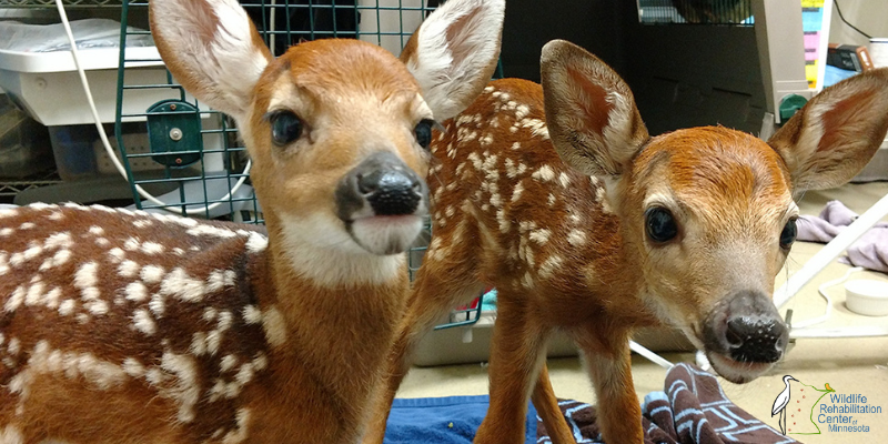 Two fawns being treated at Wildlife Rehabilitation Center of Minnesota