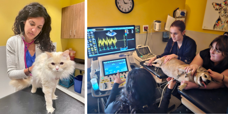 A two photo collage. The first is of Dr. Kharbush examining a cat. The second is of Dr. Kharbush performing an echocardiogram on a dog at Animal Emergency & Referral Center of Minnesota. 