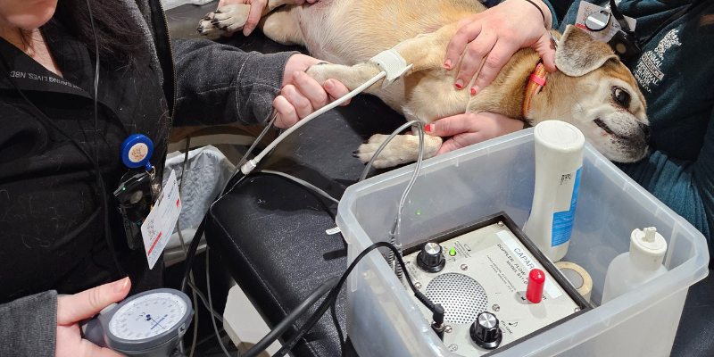 A dog lying on an exam table while a vet tech monitors her blood pressure. 