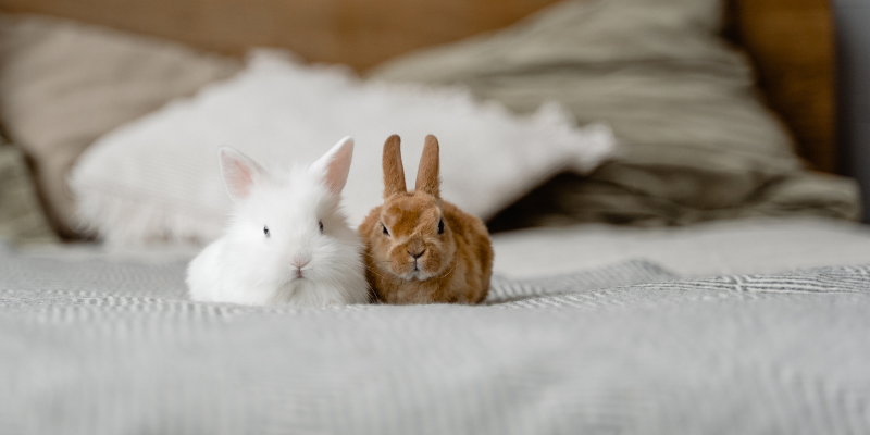 Two bunnies snuggling on a bed together.