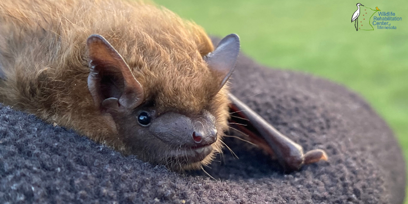A bat being treated at Wildlife Rehabilitation Center of Minnesota