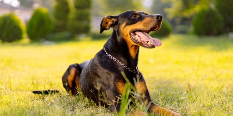 Doberman happily lying in the grass