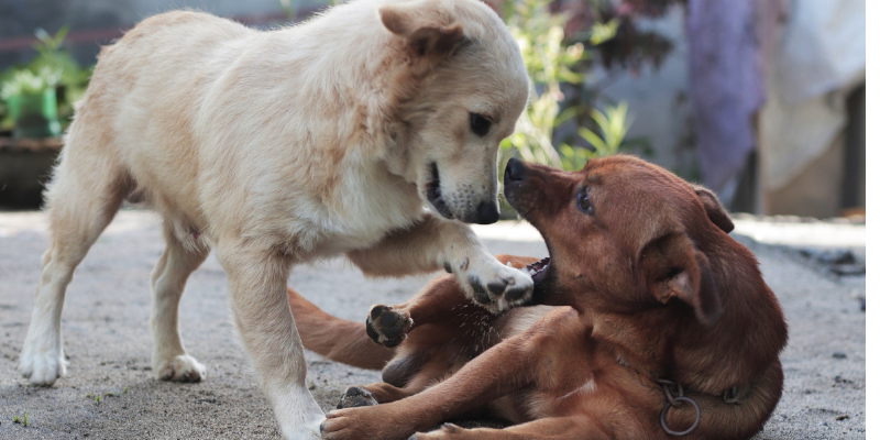 Dogs aggressively in each other's faces while one is lying on the ground with the other above it.