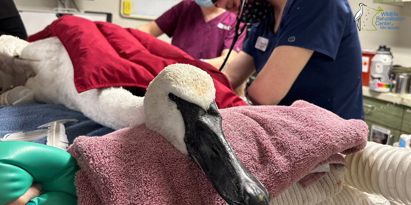 A trumpet swan being treated at Wildlife Rehabilitation Center of Minnesota