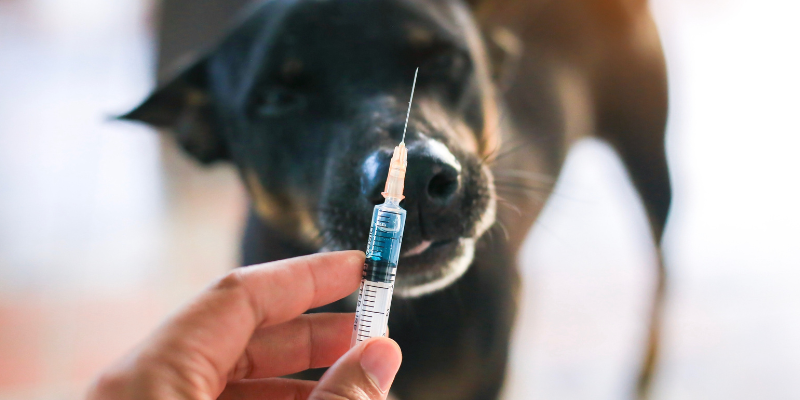 A vaccination needle with a dog in the background.