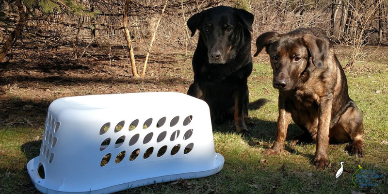 A laundry basket flipped over on the ground with two dogs sitting next to it