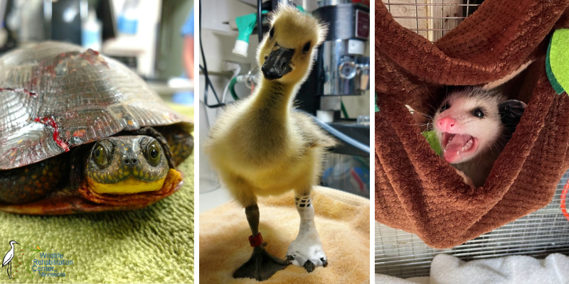 A collage of wildlife animals being treated at Wildlife Rehabilitation Center of Minnesota