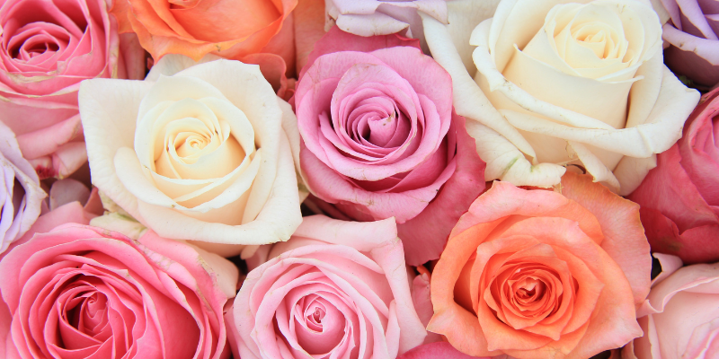 Close-up of a variety of roses in pink, purple, orange, and cream.
