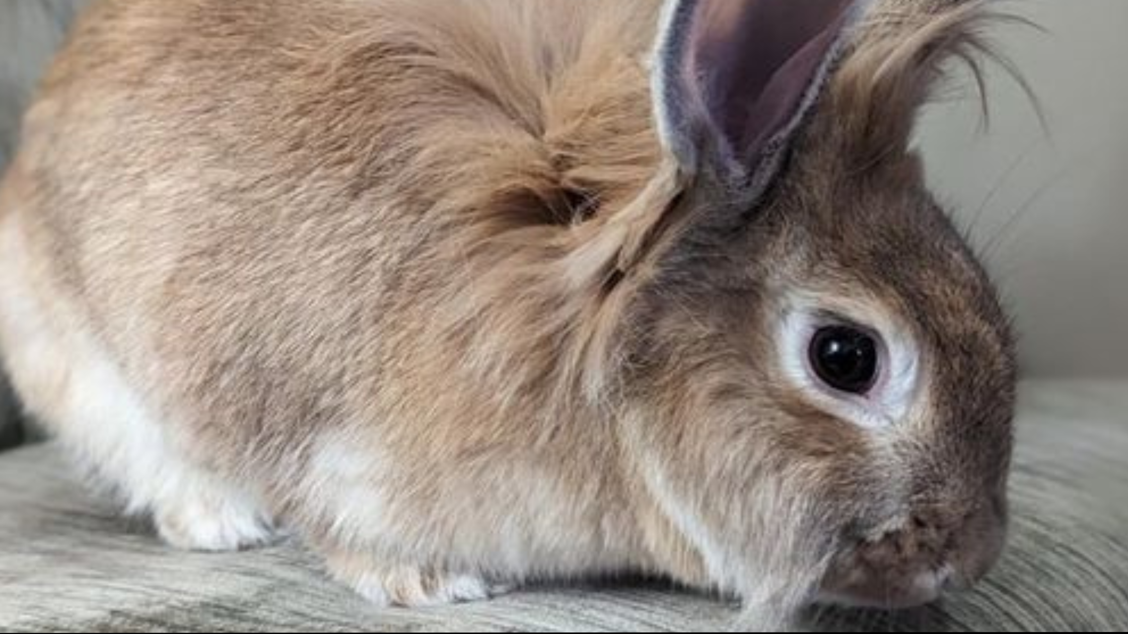5 Common Pet Rabbit Myths & Misconceptions