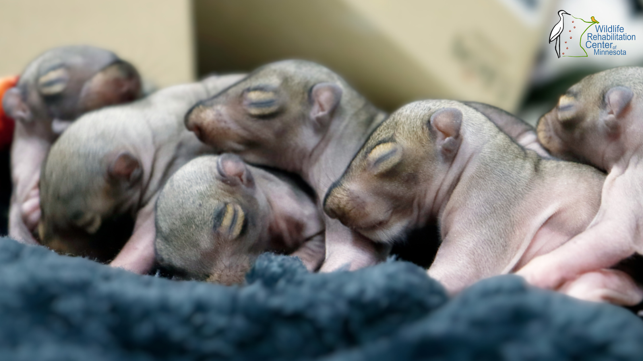 The Do’s and Don’ts of Helping Minnesota Wildlife on Your Property