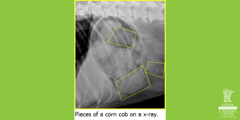 An x-ray showing a corn cob obstruction in a dog.