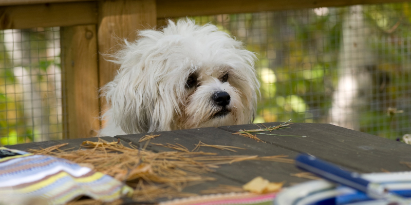A small dog sitting on picnic bench trying to get into the picnic food.