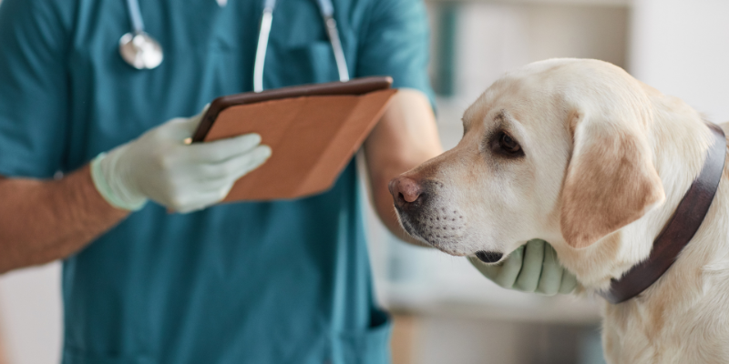 A labrador with a veterinary technician for an exam.