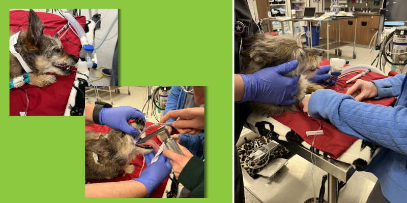 A collage of photos of Sally the dog being prepped for surgery at Animal Emergency & Referral Center of Minnesota.