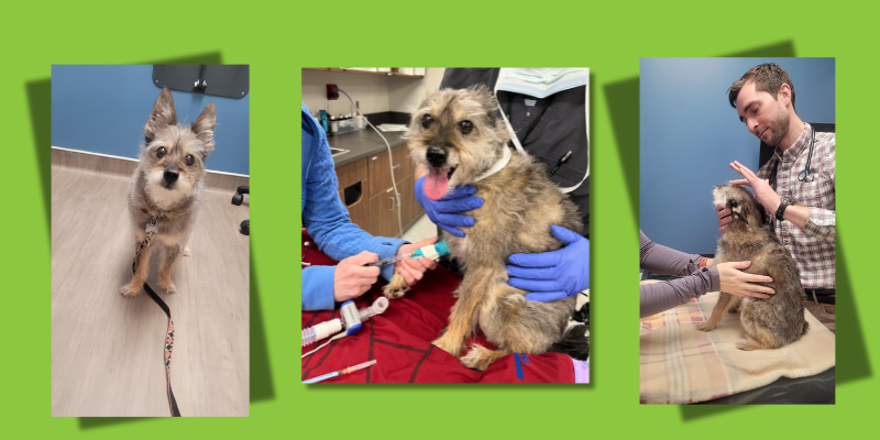 A collage of photos of Sally the dog in an exam room at Animal Emergency & Referral Center of Minnesota. One image includes an exam by Dr. Keepman, a board-certified veterinary oncologist.
