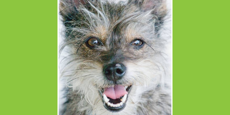 Close-up photo of Sally, a schnauzer Pomeranian cross. Photo by R A Bassett Photography.