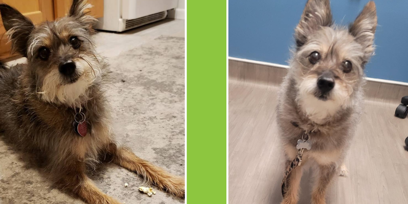 Two photos of Sally, a schnauzer Pomeranian cross. 