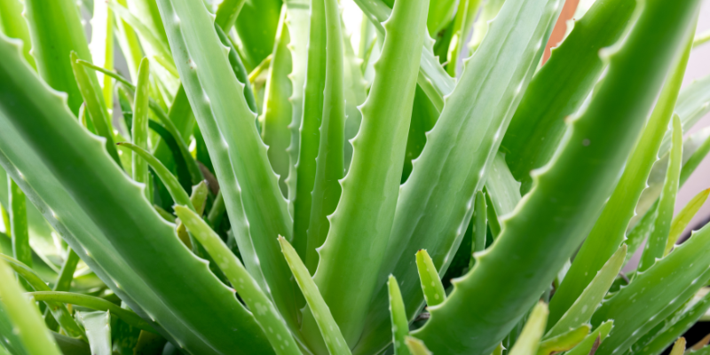 A close-up image of an aloe vera plant.