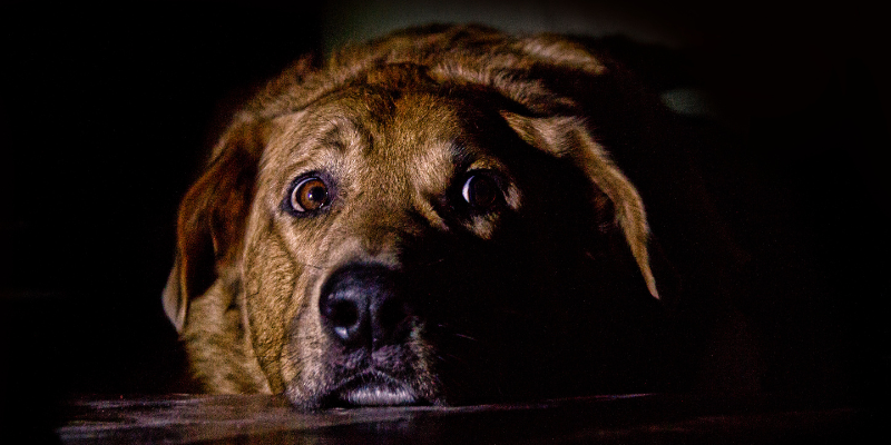An anxious dog hiding underneath furniture, surrounded by darkness.