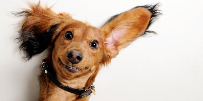 ear infections in pets, a dog with one floppy flat up, Animal Emergency & Referral Center of Minnesota