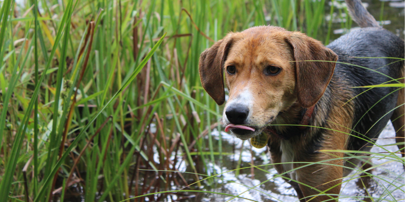 A dog in a shallow stream surrounded by tall grass.