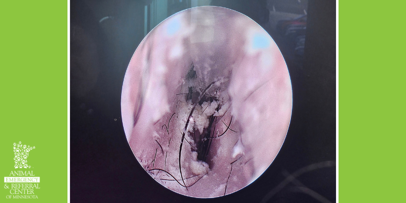 A still shot of a video-otoscopy ear cleaning with a catheter, AERC Dermatology, Animal Emergency & Referral Center of Minnesota