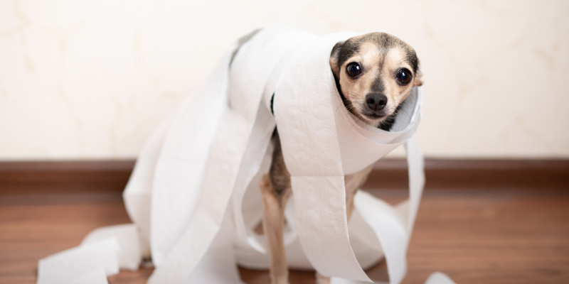 A dog wrapped in toilet paper.